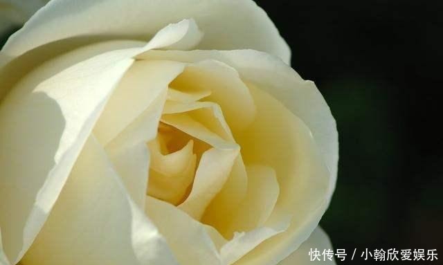 年少不懂张爱玲, 读懂已是不惑年