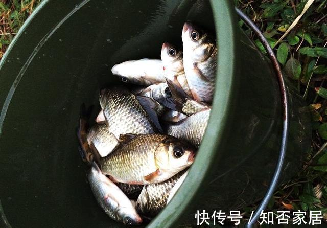鱼饵|自用鱼饵分享,再狡猾的鱼也“逃不走”,新手也能“爆桶”