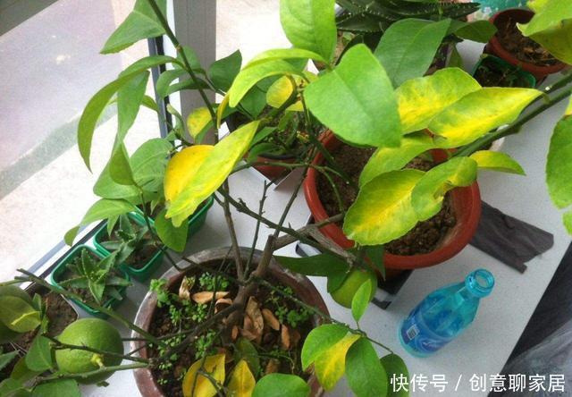 果子|盆栽柠檬只开花不结果?春天做好4件事,夏天果子满枝头