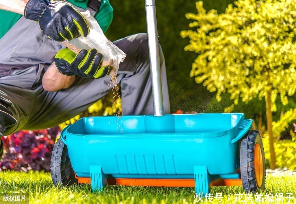 娟子|别乱给花乱施肥了,娟子给你支招,3个施肥技巧,比啥多管用