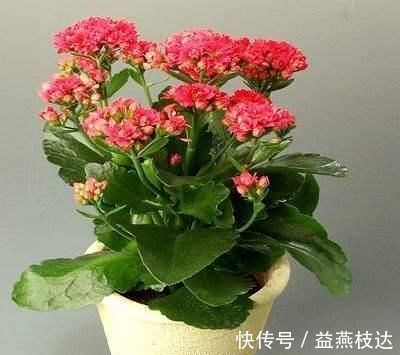 浇水|长寿花种植的历史不长,为什么会受到如此喜爱,长寿花种植技巧