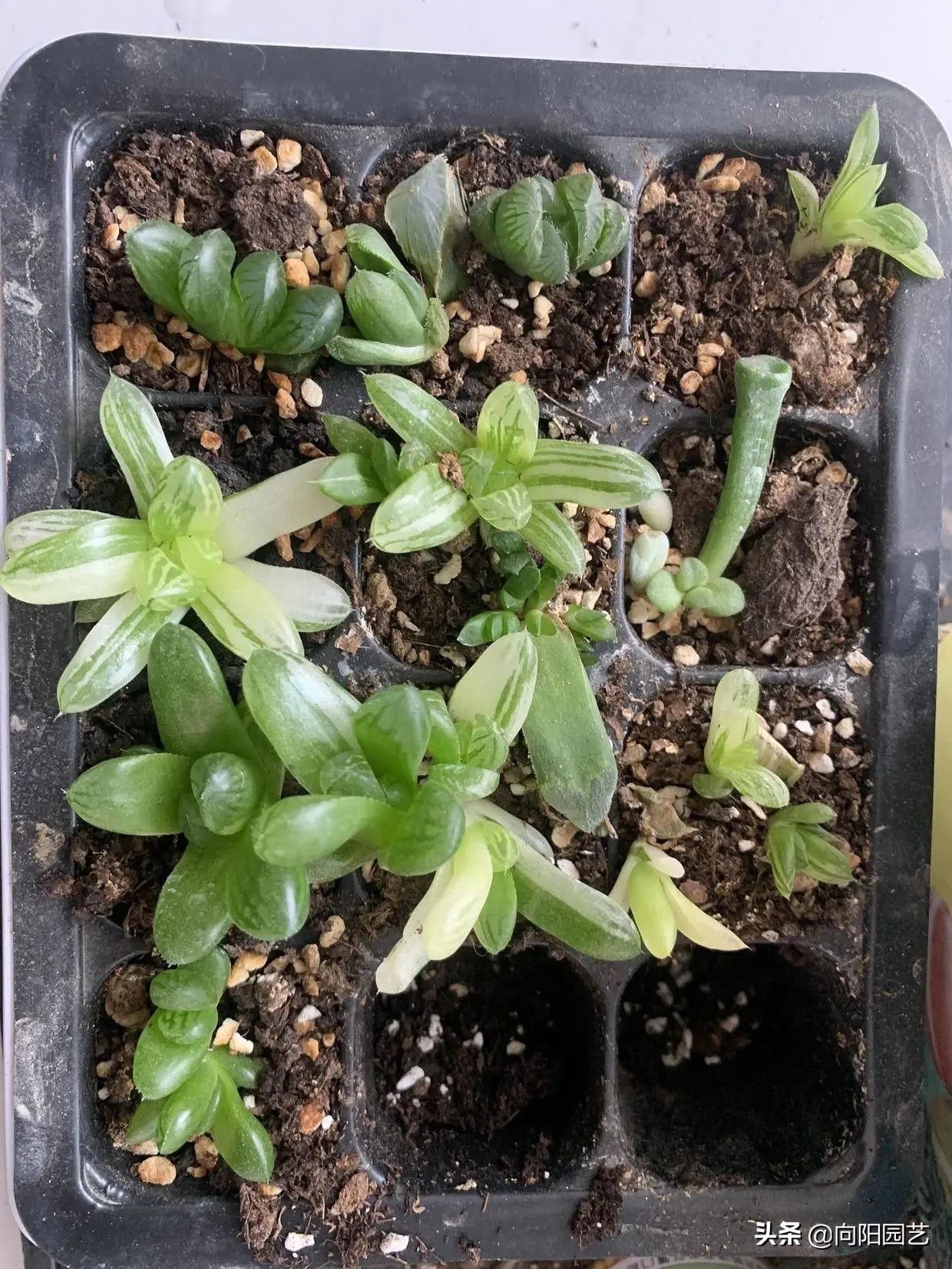 苗子|玉露也能叶插，时隔大半年，叶插成功了，分享扦插全过程