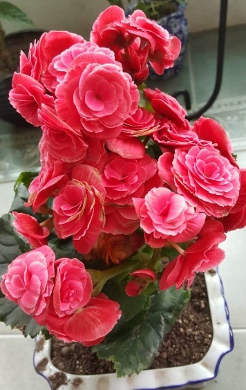 养丽格海棠，“关键细节”做好了，比施肥还管用，瞬间花开不断