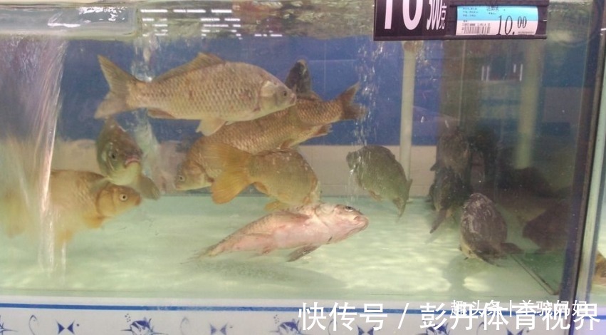 活鱼|仅需一勺“粉”死鱼变活鱼?这些打药的鱼,无数父母还疯抢给娃吃