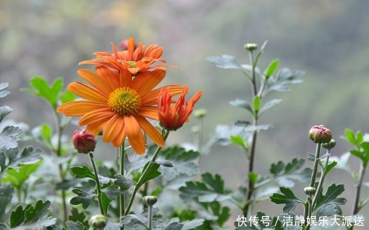 高温|喜欢菊花不如养一盆“四季菊”，耐寒耐高温，花期长适合盆栽养