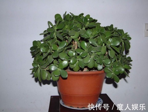 家中养“玉树”，花后“2个”技巧，长期开花，很美丽！