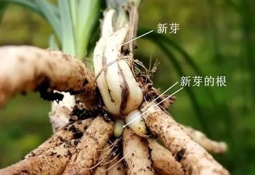 兰花只发芽不长根，究竟是什么原因？原因很简单，治理也不难