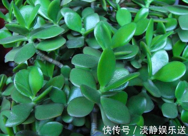 小花|玉树枝条粗壮，叶片肥嘟嘟，这样养，更加大气！