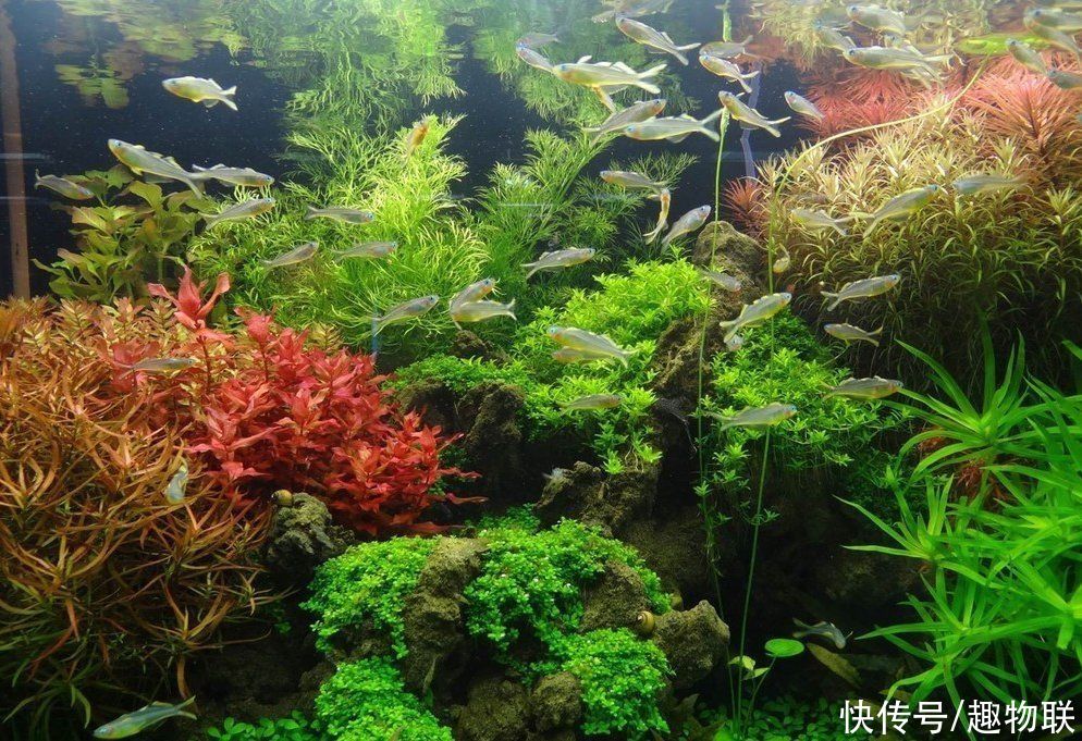沉木放鱼缸有什么好处