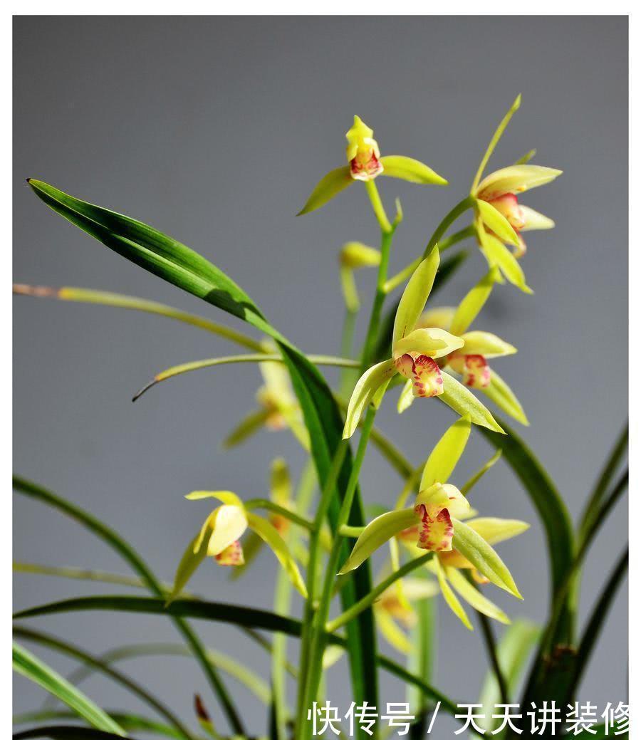 极品|盆栽兰花一辈子这样施肥,才能叶片优美,花香悠远,养出极品兰花