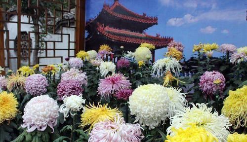 爆花|5种“耐寒花”,趁着秋天种一盆,爆花3个月,冬天不寂寞