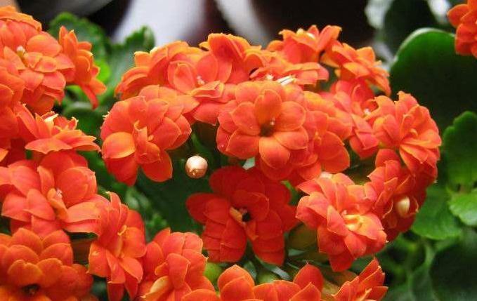 最受欢迎的4种年宵花,株型美观,花色艳丽,你家里有吗