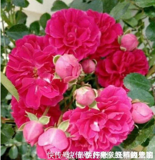 4种花适合夏天养,家里养一盆,开花漂亮花期长,谁养谁喜欢