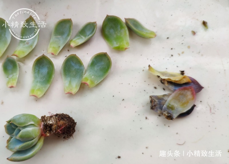 一个小细节,关系多肉安全度夏,这事做得早,肉肉夏天没烦恼