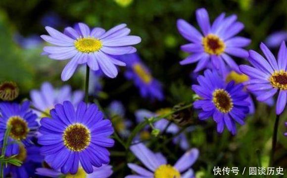 4种花花开媲美玫瑰,花朵姿态万千,价格便宜入手不亏