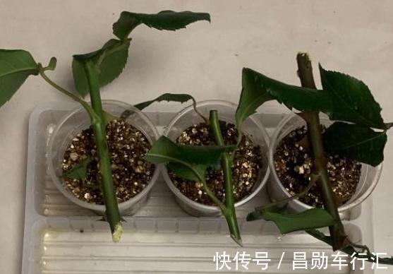 园丁在修剪绿化带里的月季?抓紧捡回家,按这3步扦插育苗