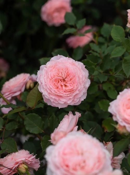 超全面园艺干货盘点丨浇水、施肥、爆花全都有，还怕养不好花吗？