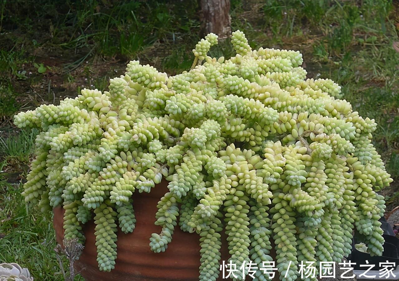 多肉|4种新手都能养好的多肉,需要经常修剪,剪一剪造型好易爆盆