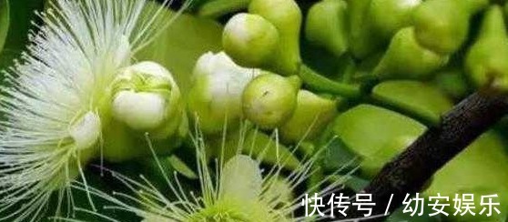 苤蓝|想长寿,平时坚持吃4种食物,排毒抗衰,保护肠胃,越活越年轻