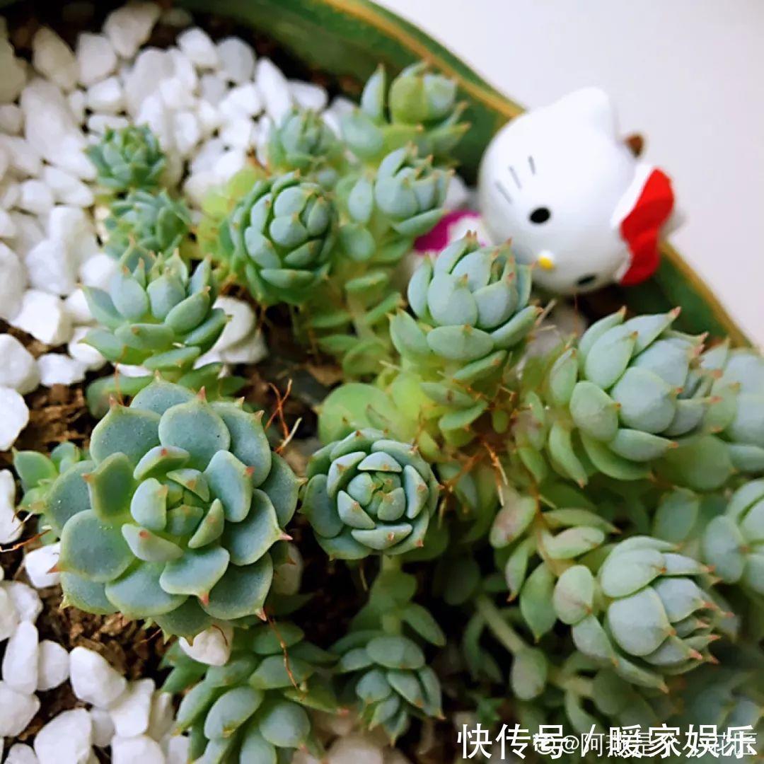6种多肉太难养，赶紧留个种，省得每年都要重新买！