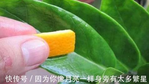 橘子皮扔掉太浪费了!这样处理用作养花,植株根叶嗖嗖疯长
