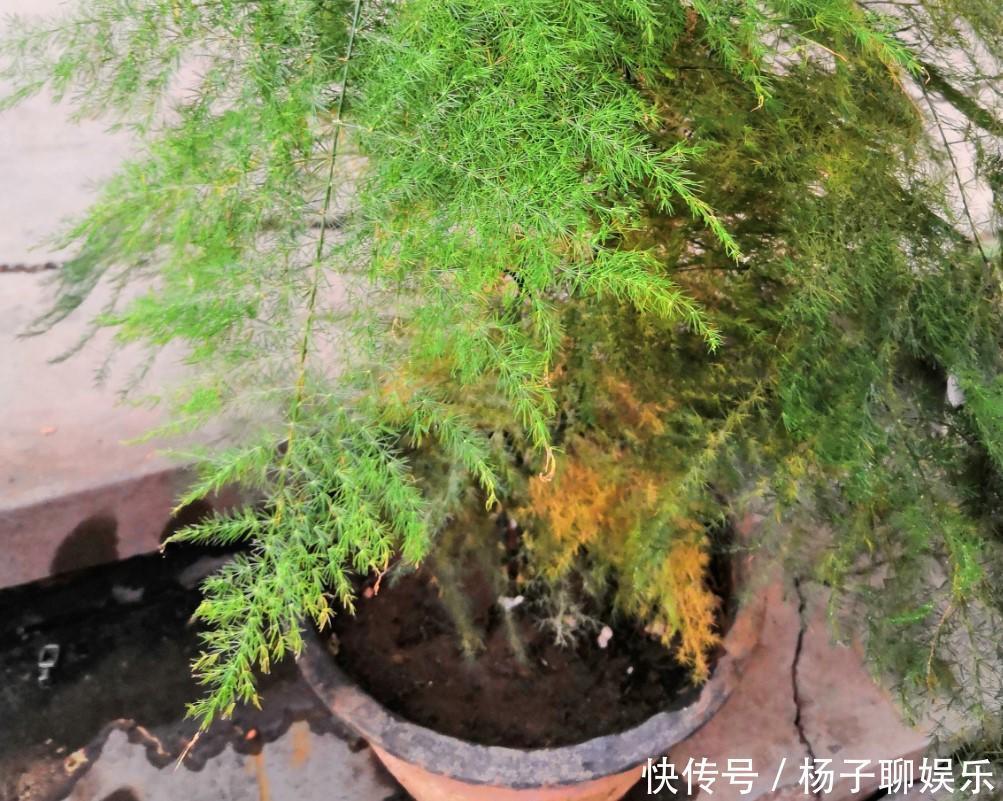 叶子|文竹发黄了怎么办全部剪掉,就能长出新叶子!