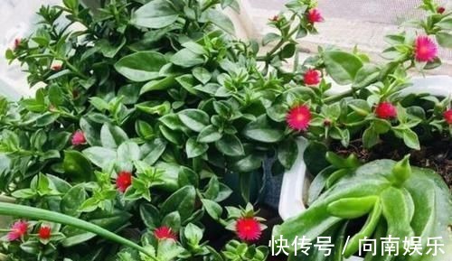 欣赏感|聪明人养花就养3种,可镇宅招财、有益健康,养护也省心