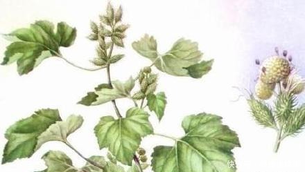 应从|《诗经》中最费解的作品,女人应从第一段读,男人应从第二段读