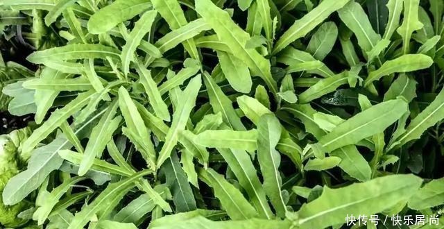 春天的农村里有这40种山珍野菜图片,让你轻松辨别山珍野菜