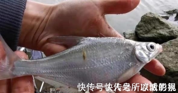 特色|鲫鱼越大越不肯咬钩?试试这种特色钓法,比玩手竿更过瘾