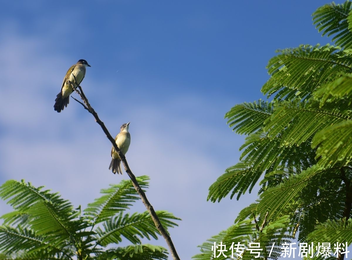 郑玉玲|白露诗词:人间最美是白露,祝君岁岁长安康