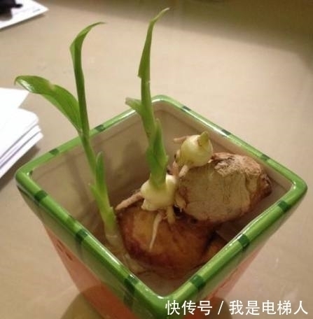 江山|媳妇用生姜做盆栽,邻居们都笑她,结果给我打下一片“江山”