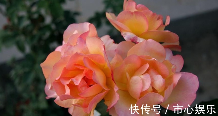 家养月季开花少教你一个小技巧,蹭蹭长花苞,邻居看到问技巧