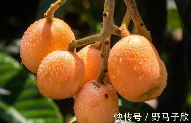 味甘|吃什么对肺好?营养师:清肺、润肺、养肺各有“3宝”!