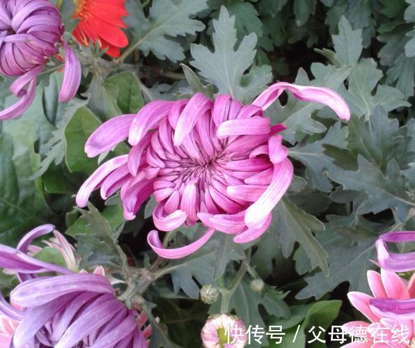 深秋到了,这三种“漂亮花”,美的倾国倾城,家里有条件一定要养