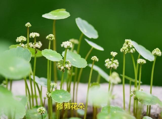  养护|铜钱草的养护方法和细节！