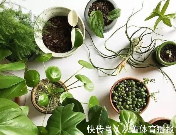 基肥|给花草换盆怕入坑?掌握6处正确做法,再不用烦恼伤亡问题