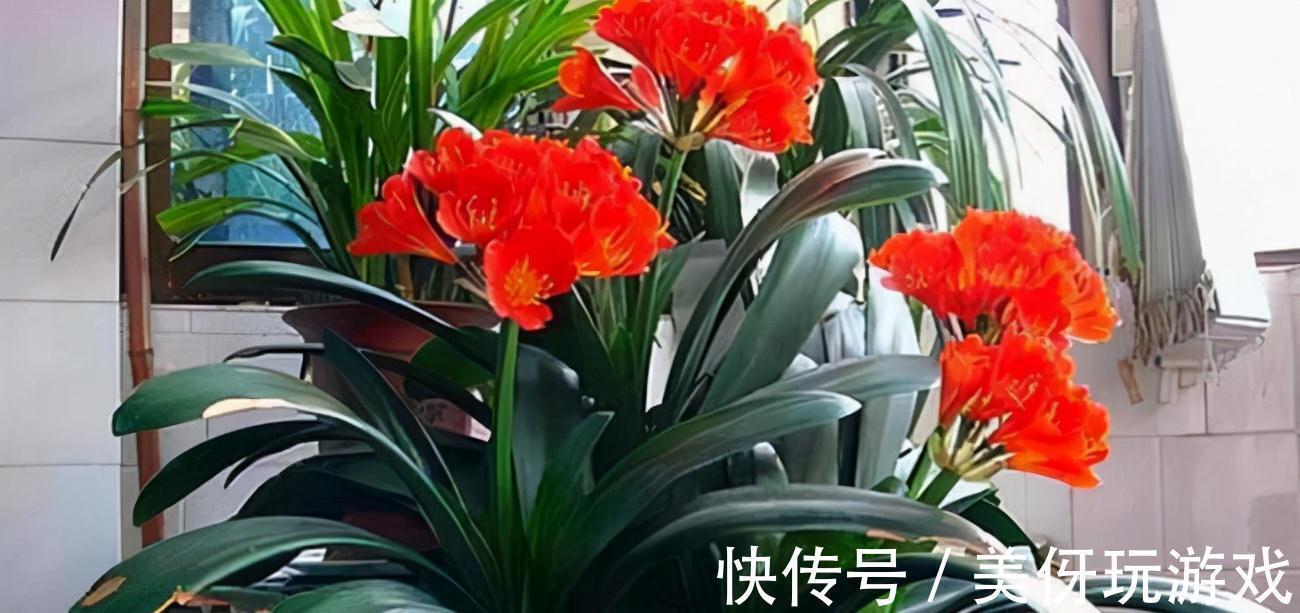 有害气体|人养花,花亦养人!这八种“能养人”的健康花,建议至少养一种