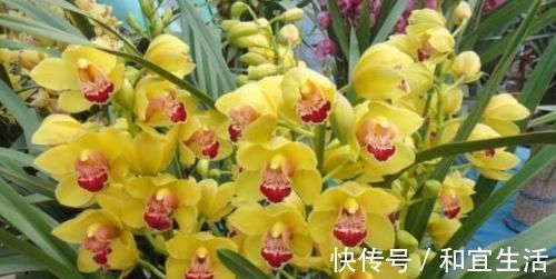 春夏秋冬|养花就养个花期长的，花大色艳，开花美长势旺，黄绿交辉
