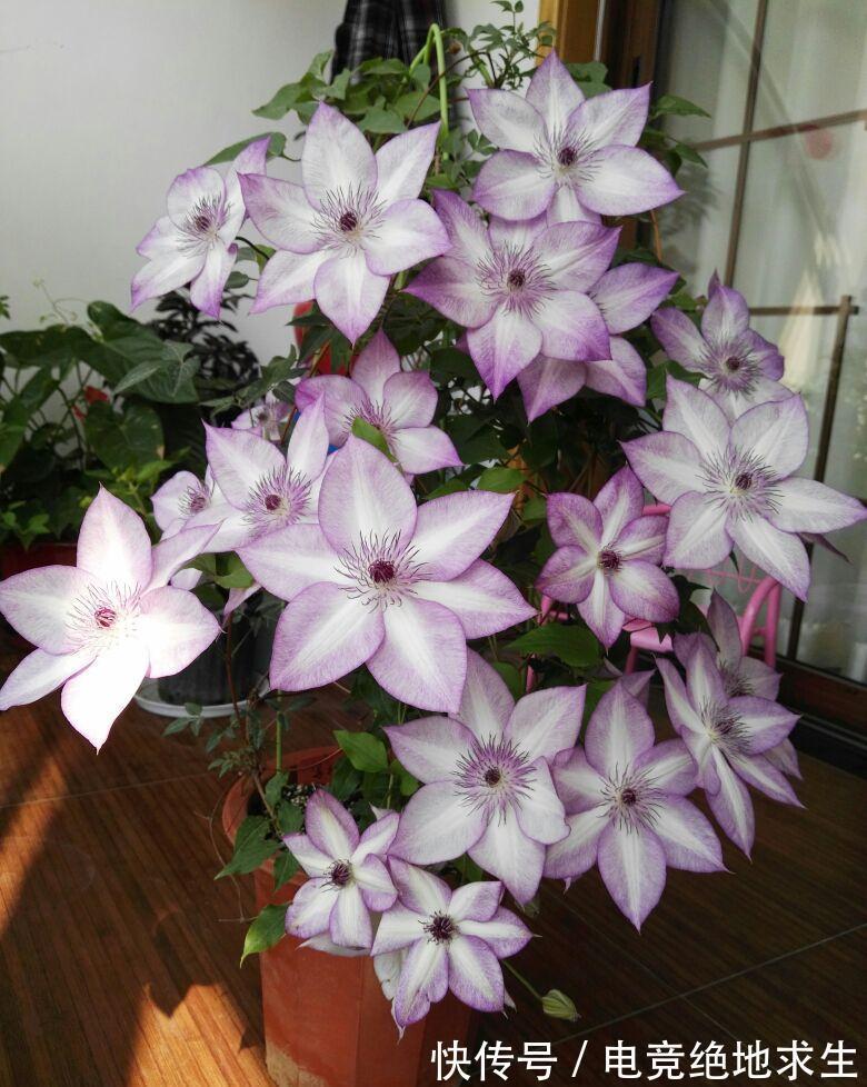 13种“漂亮花”,零下20度也冻不死它,大雪天依旧能开,又香又艳