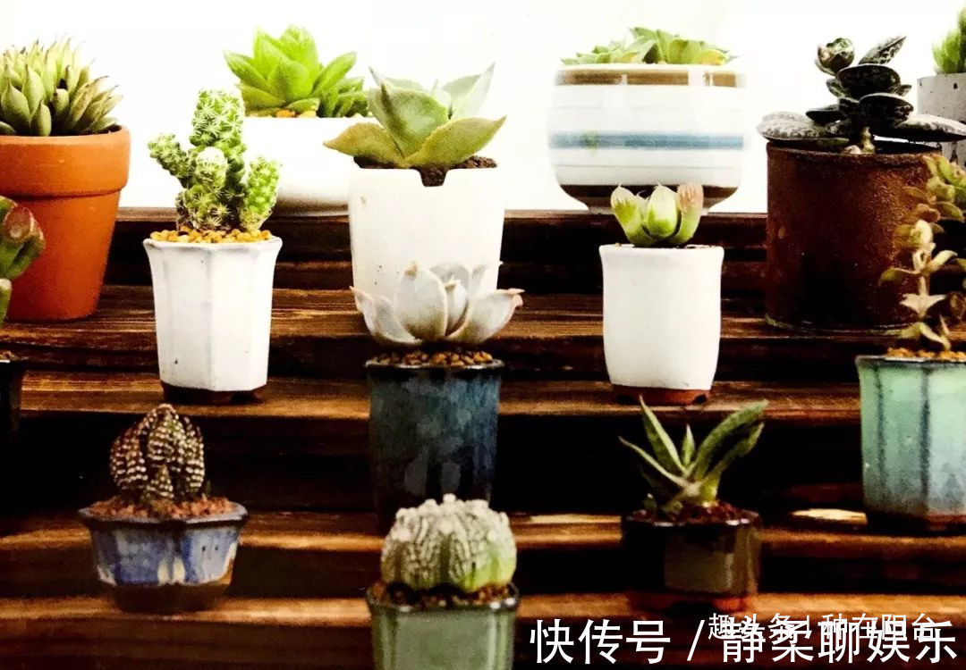 她用废弃的蛋壳“孵出”美丽的多肉植物,实在太迷你可爱了!