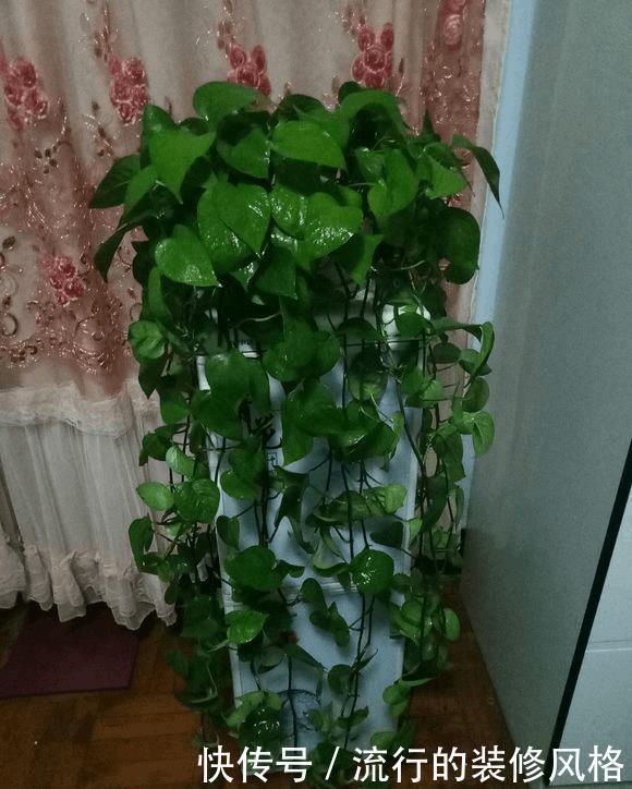 绿萝长得慢,1个方法,拼命长成绿胡须爷爷