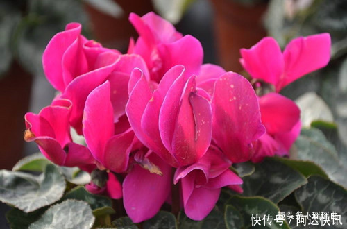 此花是奥运会吉祥物,娇艳夺目,烂漫多姿,被日本人称为爱之圣花