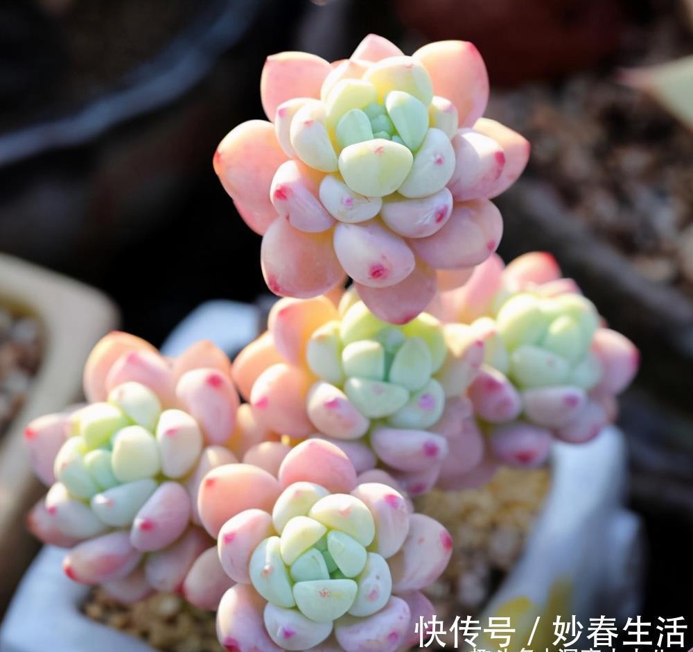 这“三多肉”入冬就开挂,叶片自带“香气”,遇水疯长憋成小老桩