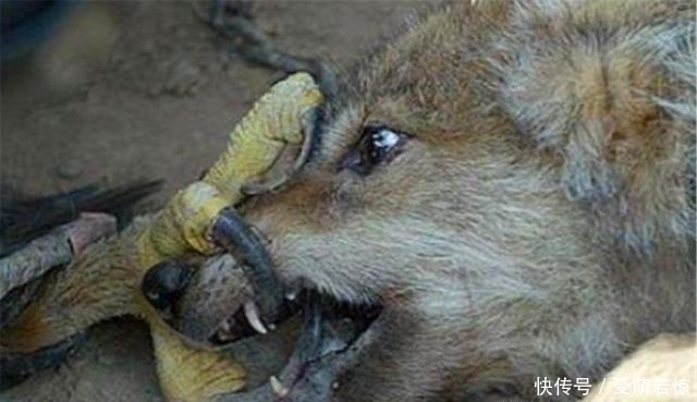 狼群怎么样捕食