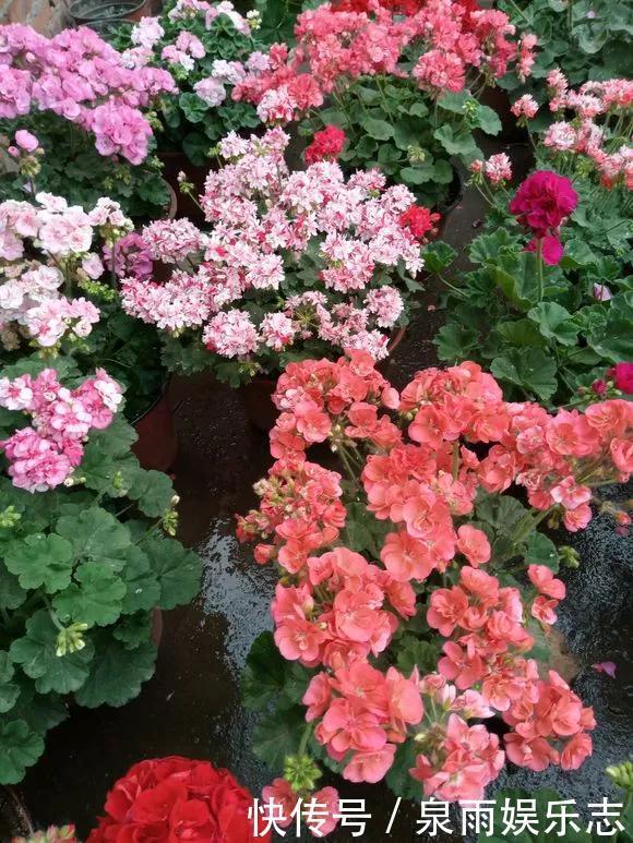 天竺葵|5种花不用管,盆栽地栽都好养,自己就能长成大花球,花开还惊艳