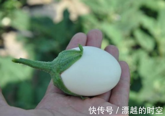 养花不如种“鸡蛋”，好看又营养，3天采摘1次，够全家吃！