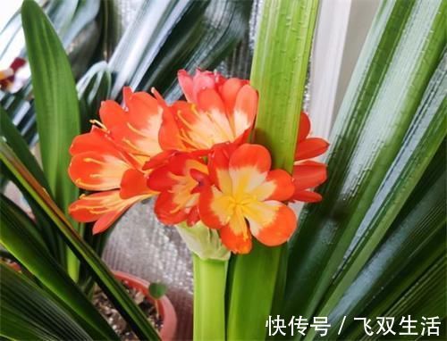 养君子兰，在盆里下“猛料”，叶绿根肥，年年开花收不住