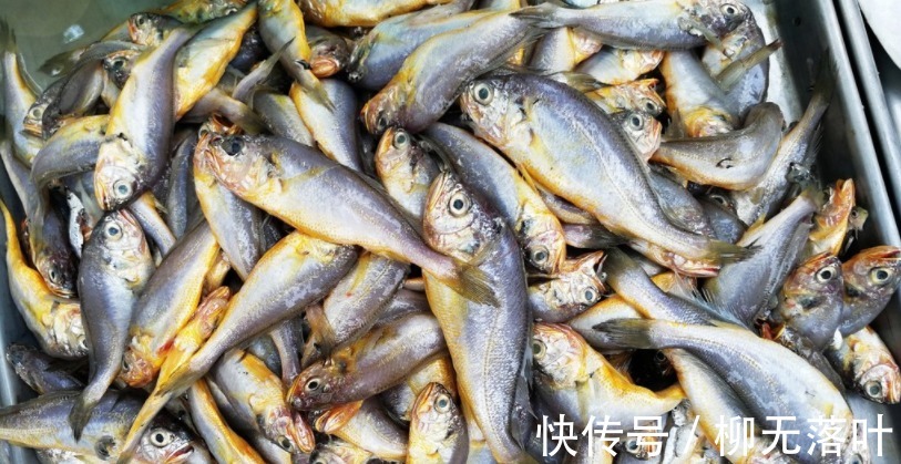 黄海|这7种海鱼，目前无法养殖，都是野生的，营养又好吃，价格还不贵！