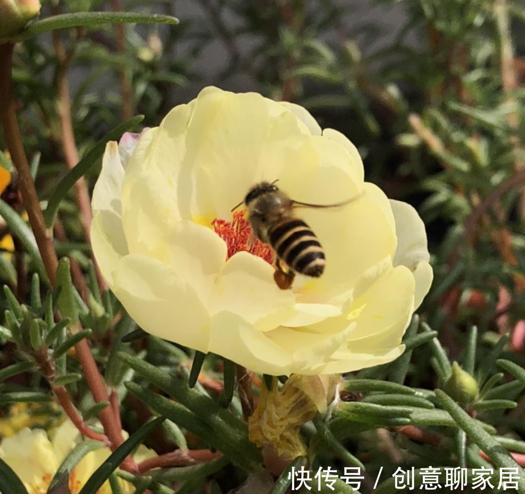 凤仙花|10种花开完不要剪,等20天之后,1盆变多盆